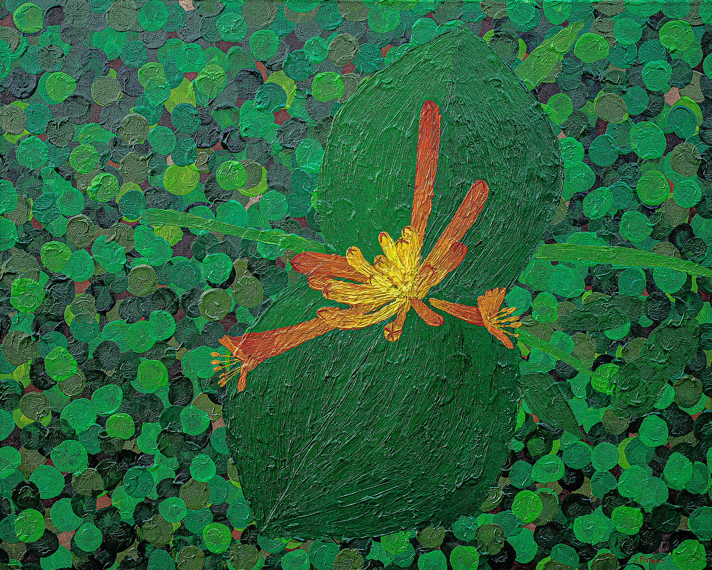 Western Trumpet Honeysuckle