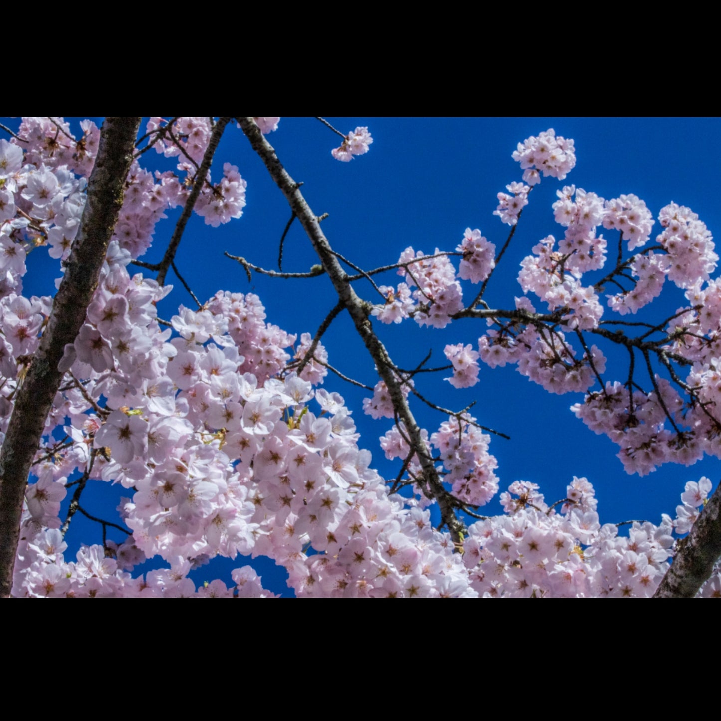 Cherry Blossoms