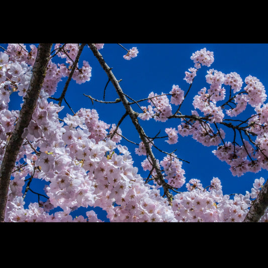 Cherry Blossoms