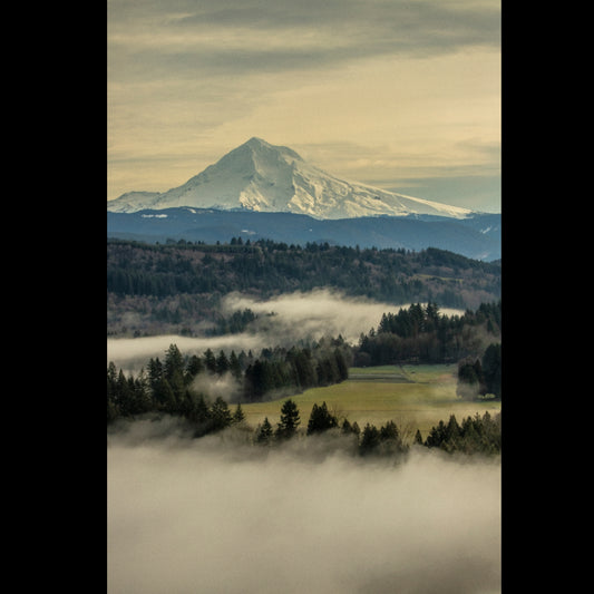 Foggy Winter Morning — Portrait View